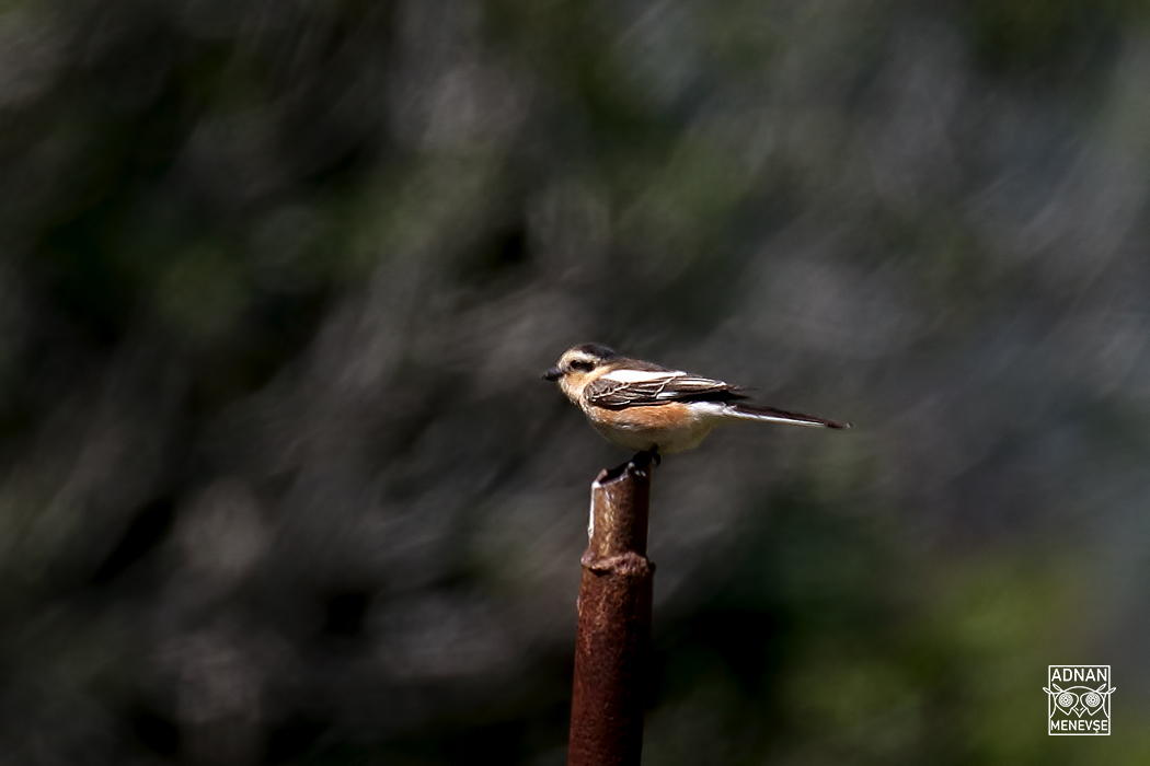 Masked Shrike